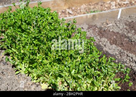 Salade de maïs (Valerianella locusta) 'Cavallo' commençant à fleurir. Angleterre, Royaume-Uni. Banque D'Images