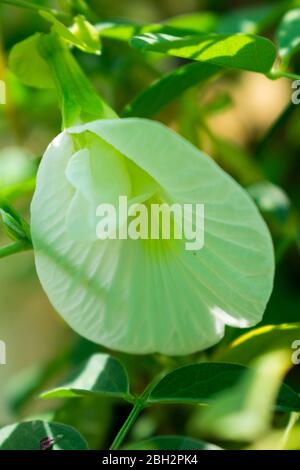 Clitoria ternatea aparajita blanc clôture de fleurs Banque D'Images