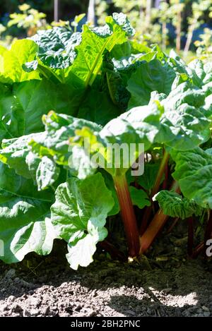 La plante de rhubarbe (Rheum x hybridum) 'Timperley Early' croît sur une allotissement. Yorkshire du Sud, Angleterre, Royaume-Uni. Banque D'Images