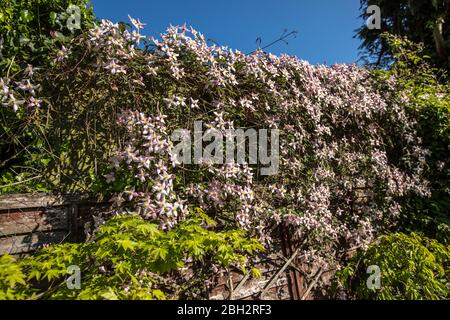 Londres, Angleterre. Avril 2020. Un mur de belles fleurs de clematis rose pâle, délicates, créant la couleur du printemps dans un jardin anglais pendant une belle épelle ensoleillée Banque D'Images