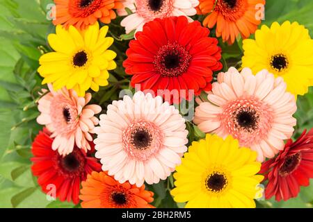 Bouquet de fleurs Gerbera. Fond floral. Têtes de fleurs rouges, jaunes, roses, orange Banque D'Images