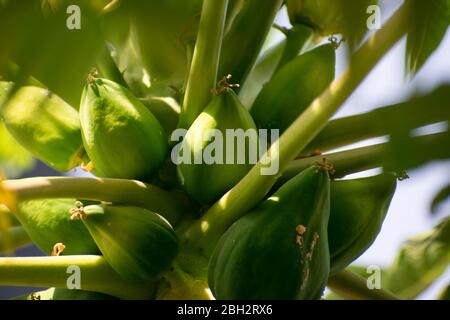Arbre de papaye avec fleur et fruits Banque D'Images