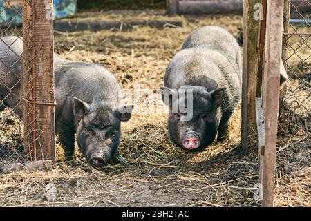 Porc noir à ventre moulé vietnamien. Porcs herbivores. Élevage Banque D'Images