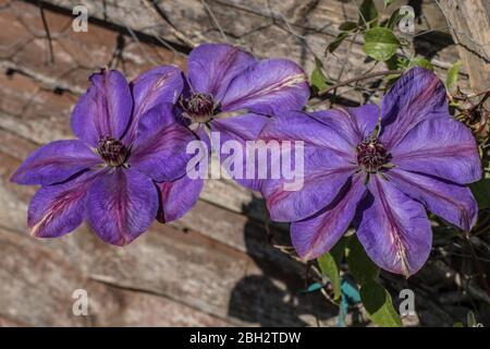 Londres, Angleterre. Avril 2020. Les belles grandes fleurs violettes d'un clematis créant la couleur de printemps vibrer dans un jardin anglais pendant un sp ensoleillé Banque D'Images