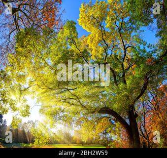 Paysage coloré photographié de magnifiques arbres dans un parc, avec ciel bleu et rayons du soleil tombant dans les branches Banque D'Images