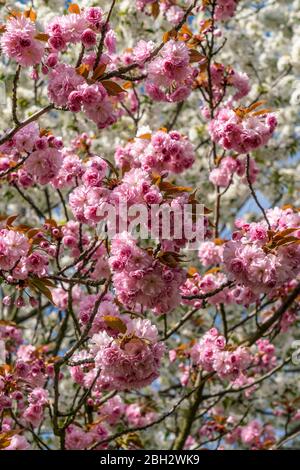 Cherry Blossom, Teltow, Mauerweg, ancienne frontière DDR , près de Berlin, Brandebourg Banque D'Images