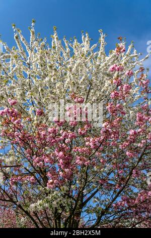 Cherry Blossom, Teltow, Mauerweg, ancienne frontière DDR , près de Berlin, Brandebourg Banque D'Images
