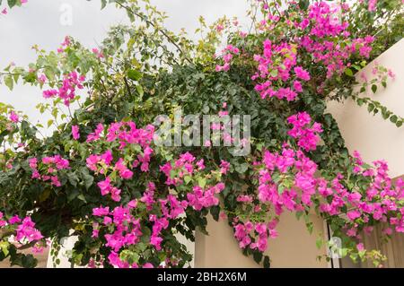 De luxueuses fleurs roses bougainvillea ornent le balcon de la maison. Mise au point douce Banque D'Images