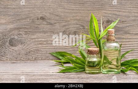 Huile de plantes d'eucalyptus en bouteille sur fond de bois Banque D'Images