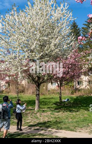 Cherry Blossom, Teltow, Mauerweg, ancienne frontière DDR , près de Berlin, Brandebourg Banque D'Images