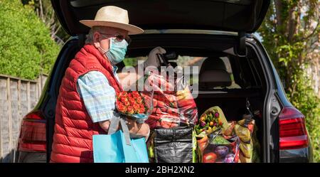 Angleterre Royaume-Uni. 2020. Homme âgé portant un masque et des gants déchargeant la boutique hebdomadaire et quelques fleurs colorées d'une voiture. Pendant Covid-19. Banque D'Images