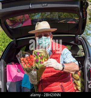 Angleterre Royaume-Uni. 2020. Homme âgé portant un masque et des gants déchargeant la boutique hebdomadaire et quelques fleurs colorées d'une voiture. Pendant Covid-19. Banque D'Images