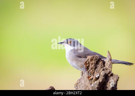 Magnifique paruline Sylvia melanocephala perchée sur la branche avec fond vert Banque D'Images