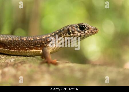 Madagascar Lizard plaqué girdled (Tracheloptychus madagascariensis), forêt tropicale de Lokobe, madagascar Banque D'Images