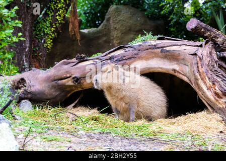 Capybara dans son coin-détente. Wellington, Nouvelle-Zélande. Banque D'Images