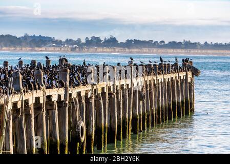 Grande colonie de Cormorans sur un quai à Oamaru, Otago, île du Sud, Nouvelle-Zélande Banque D'Images