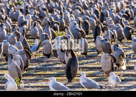 Grande colonie de Cormorans sur un quai à Oamaru, Otago, île du Sud, Nouvelle-Zélande Banque D'Images