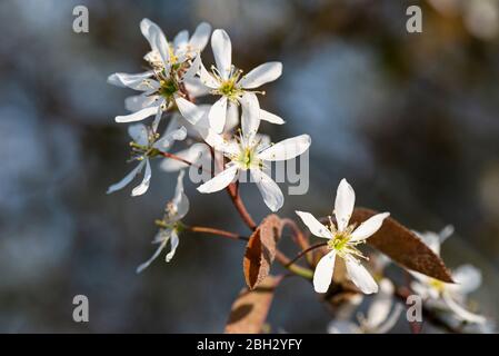 Les fleurs d'un mespilus enneigé (Amelanchier lamarckii) Banque D'Images