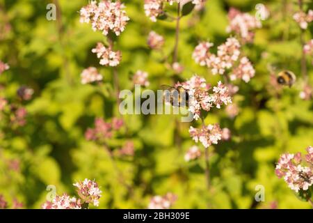 Abeille collectant le nectar de fleurs de Viburnum dans un jardin anglais Banque D'Images