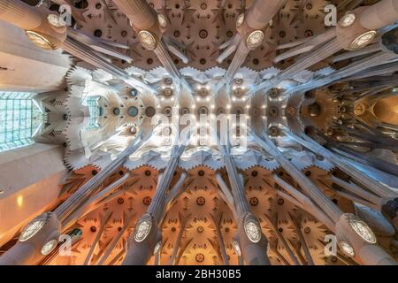 Plafond de la cathédrale de la Sagrada Familia par Antoni Gaudi, Barcelone Banque D'Images
