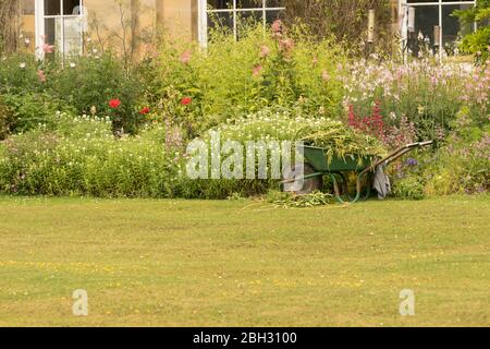 Brouille de boutures de plantes; et mauvaises herbes parmi une bordure de plantes vivaces dans un jardin anglais Banque D'Images