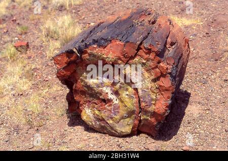 Troncs fossilisés mais parfaitement reconnaissables dans la forêt pétrifiée en Arizona, près du désert peint. Banque D'Images