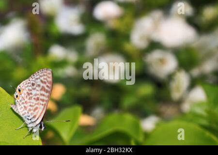 Papillon noir et blanc avec fleurs violettes. Banque D'Images