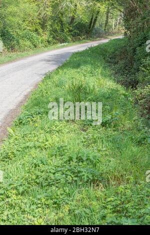 Calme route rurale endormie dans la campagne de Cornwall, le printemps est ensoleillé. Montre le verge d'herbe qui est un habitat pour la faune et les fleurs sauvages. Banque D'Images