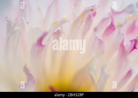 belle fleur de pivoine en mode macro avec une image comme une image dans différentes couleurs pastel Banque D'Images