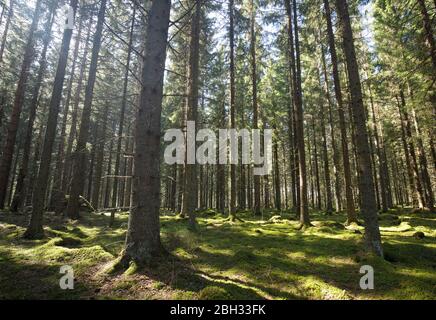 Forêt d'épinette ( Picea Abies) au printemps , sol recouvert de mousse verte , Finlande Banque D'Images