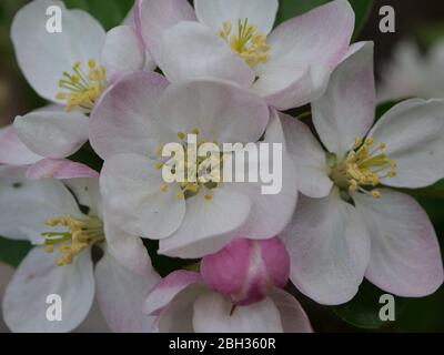 Beaucoup de fleurs d'un pommier avec des pétales blancs lumineux, des étamines jaunes et un soupçon de rose aux bourgeons en hausse Banque D'Images