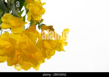 Elder jaune ou Trumpetush Flower gros plan sur fond blanc Banque D'Images