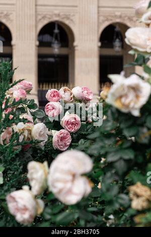 Roses en fleurs blanc et rose pâle dans le parc de Paris, printemps à Paris Banque D'Images