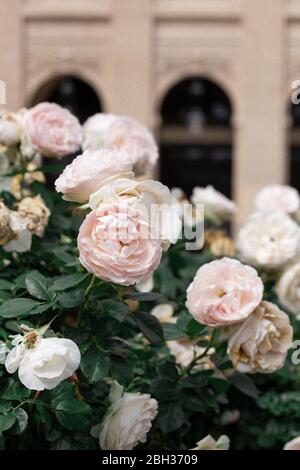 Roses en fleurs blanc et rose pâle dans le parc de Paris, printemps à Paris Banque D'Images