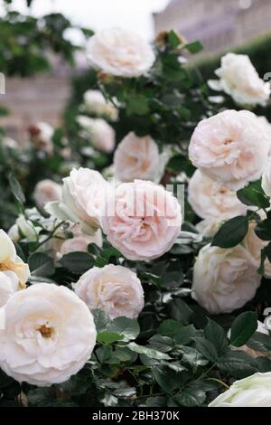 Roses en fleurs blanc et rose pâle dans le parc de Paris, printemps à Paris Banque D'Images