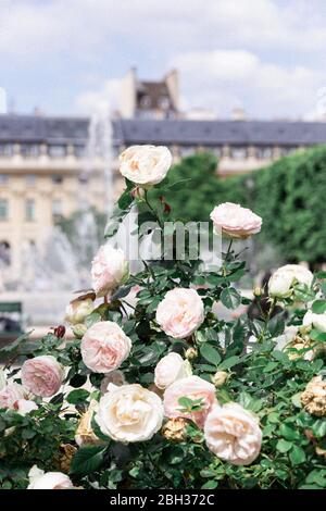 Roses blanches et roses pâle dans le jardin de Paris Banque D'Images