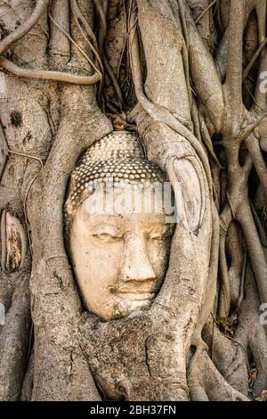 Chef de la statue de Bouddha, Wat Mahatat, Parc historique d'Ayutthaya, site classé au patrimoine mondial de l'UNESCO, Ayutthaya, Thaïlande, Asie du Sud-est, Asie Banque D'Images