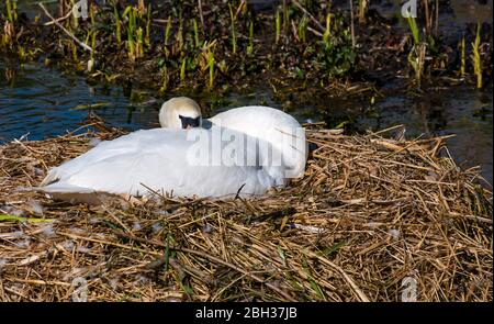 East Lothian, Écosse, Royaume-Uni, 23 avril 220. Météo britannique : une paire de cygnes muets nichent dans ce petit réservoir artificiel depuis plusieurs années et ont réussi à augmenter jeune. Malgré les cygnets qui apparaissent déjà dans le sud du Royaume-Uni, ces œufs ne sont pas dus à l'éclosion avant la mi-mai. La femme cygne dort sur son nid Banque D'Images