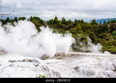 Éruption de geyser de Pohutu à te Puia, Rotorua, Nouvelle-Zélande Banque D'Images