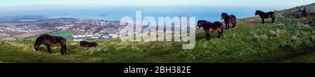 Ponies Exmoor sur la loi Berwick. Vue sur North Berwick et Firth of Forth Banque D'Images