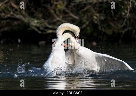 MUTE Swan ; Cygnus olor ; trois ; Royaume-Uni