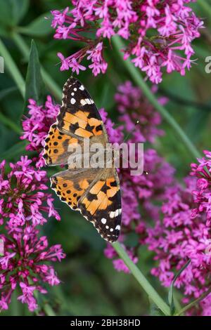 Papillon laqué ; Vanessa cardui ; On Flower ; Royaume-Uni Banque D'Images