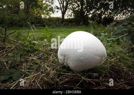 Giant Puffball ; Calvatia gigantea ; Royaume-Uni Banque D'Images