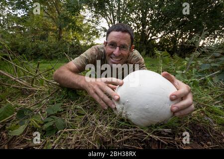 Giant Puffball; Calvatia gigantea; Man Holding champignon; Royaume-Uni Banque D'Images