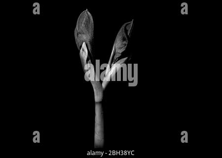 Amaryllis Red Type en herbe sur fond noir Banque D'Images