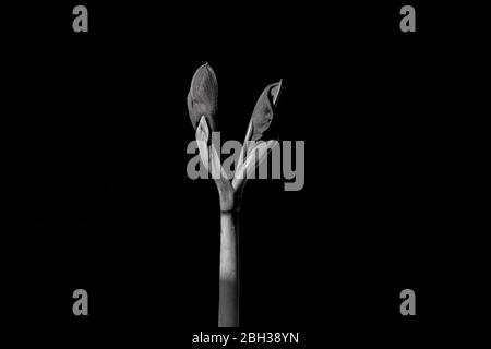 Amaryllis Red Type en herbe sur fond noir Banque D'Images