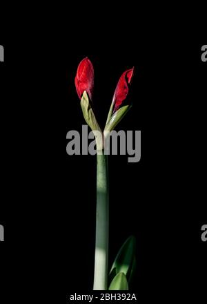 Amaryllis Red Type en herbe sur fond noir Banque D'Images