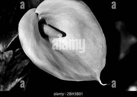 Calla Lily,Zantedeschia aethiopica, nénuphars Banque D'Images