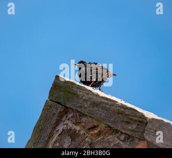 Une femelle européenne en étoile, Sturnus vulgaris, perchée sur un toit à toit pignon en plumes de fluage au soleil avec ciel bleu clair, East Lothian, Ecosse, Royaume-Uni Banque D'Images