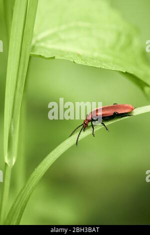 Coléoptère cardinal à tête rouge (Pyrochara serraticornis) sur une feuille verte dans la nature Banque D'Images